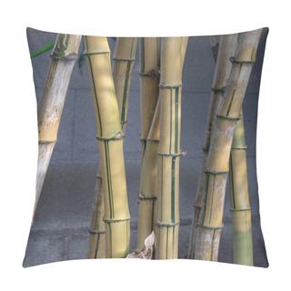 Personality  Yellow Bamboo Trees. Bamboo Culm. It Is A Running Bamboo With A Distinctive Yellow Stripe In The Culm Groove, Space For Text, Selective Focus. Pillow Covers