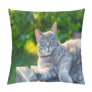Personality  Cat Lying On Side On A Bench In Backlight Pillow Covers