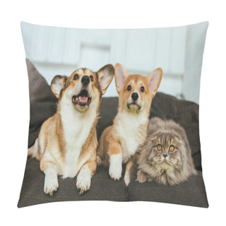 Personality  Selective Focus Of Adorable Welsh Corgi Dogs And British Longhair Cat On Sofa At Home Pillow Covers