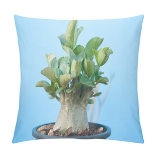 Personality  Adenium Obesum Tree Or Desert Rose In Flowerpot Pillow Covers