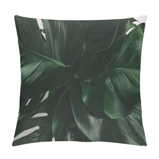 Personality  Full Frame Shot Of Bunch Of Monstera Leaves Isolated On White Pillow Covers