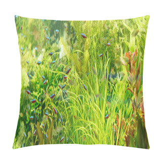 Personality  Small Fishes Swimming Under Water Among Green Seaweed In Aquarium, Panoramic Shot Pillow Covers