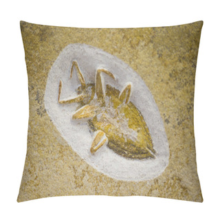 Personality  Insect Fossil, Extinct Genus Of Coleopteron Pillow Covers
