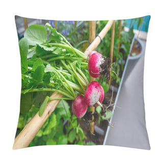 Personality  Radishes Harvest In An Orchard At Urban Garden Radish Plants Pillow Covers