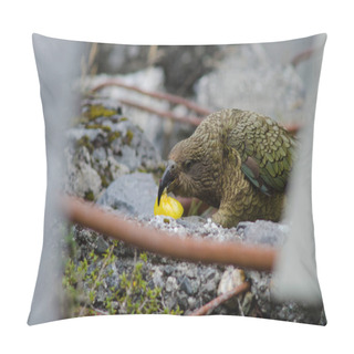 Personality  Kea Eating An Apple. Pillow Covers