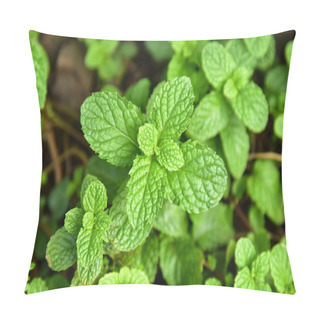 Personality  Pepper Mint Pillow Covers