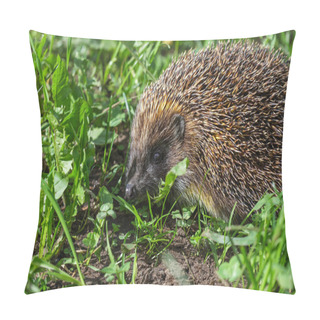 Personality  Hedgehog In The Grass. Pillow Covers