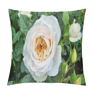 Personality  A Blooming Beauty Peach Shades Rose (rose Garden). Pillow Covers