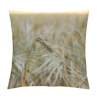 Personality  Golden Ears Of Barley, Summer In The Harvest Season, In The Fields Of Russia In The Rostov Region. Dry Yellow Grains Close Up Pillow Covers