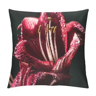 Personality  Close Up View Of Red Lily Flowers With Water Drops Isolated On Black Pillow Covers