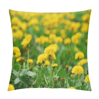 Personality  Close-up View Of Beautiful Blooming Dandelions, Selective Focus Pillow Covers
