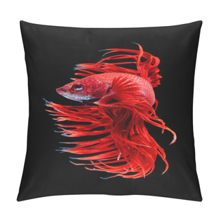 Personality  Betta Fish, Siamese Fighting Fish Pillow Covers