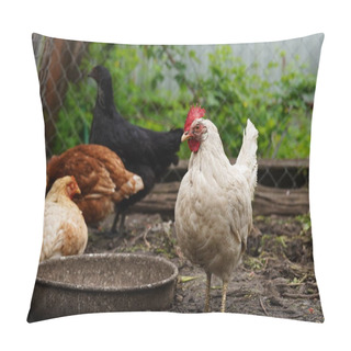Personality  Chicken Standing On A Rural Garden In The Countryside. Close Up Of A Chicken Standing On A Backyard Shed With Chicken Coop. Free Range Birds Pillow Covers