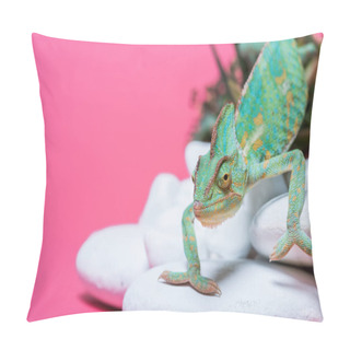 Personality  Close-up View Of Beautiful Exotic Chameleon Crawling On Stones Isolated On Pink Pillow Covers