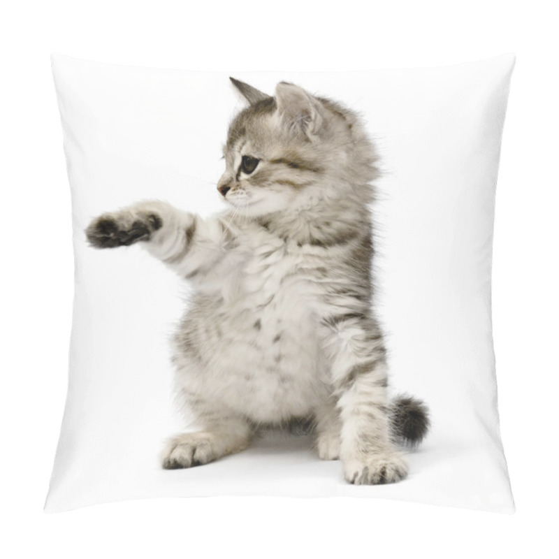 Personality  kitten pillow covers