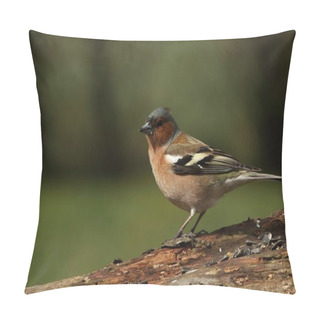 Personality  The Common Chaffinch Or Simply The Chaffinch (Fringilla Coelebs) With A Sunflower Seed Sitting On The Old Branch. Morning Sun. Grey Background. Pillow Covers