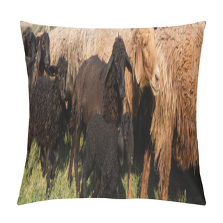 Personality  Black And Brown Wool Sheep Grazing Outdoors, Banner Pillow Covers