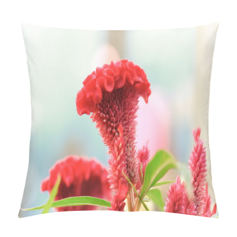 Personality  Colorful Of Plumed Cockscomb Flower Or Celosia Argentea Pillow Covers