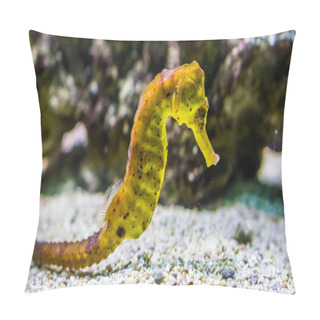Personality  Portrait Of A Common Yellow Estuary Seahorse With Black Spots, Tropical Aquarium Pet From The Indo-pacific Ocean Pillow Covers