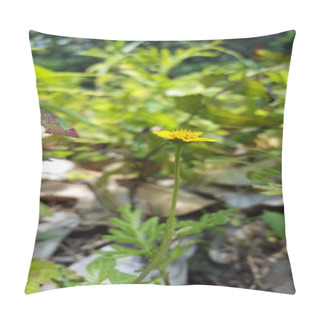 Personality  Wedelia Biflora Was Shot In The Forest. Wollastonia, Melanthera, Wollastonia Biflora, Wedelia Prostrata. Pillow Covers