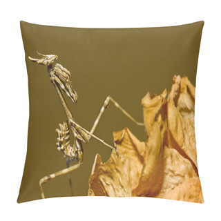 Personality  Praying Mantis Pillow Covers