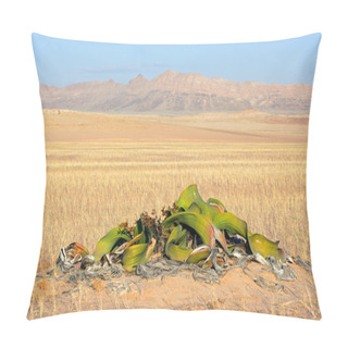 Personality  Welwitschia, Namib Desert Pillow Covers