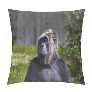 Personality  Gorilla In The Berlin Zoo, Germany Pillow Covers