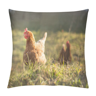 Personality  Hen In A Farmyard (Gallus Gallus Domesticus)  Pillow Covers