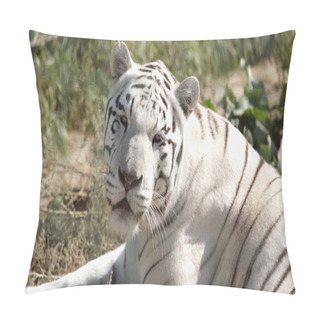 Personality  Sunlight On White Tiger Lying Outside In Zoo Pillow Covers