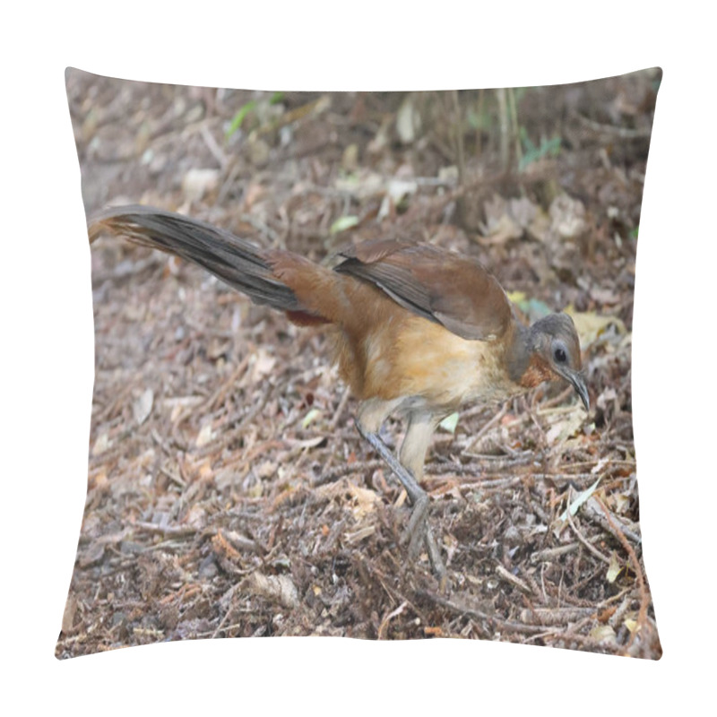 Personality  Albert's Lyrebird Scratching For Food Pillow Covers