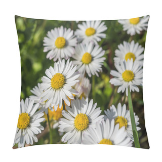 Personality  Daisies In Garden Background Pillow Covers