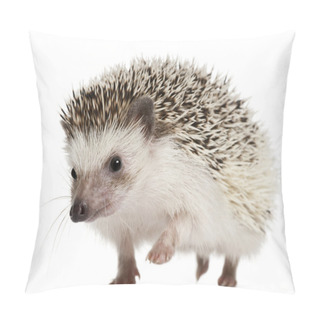 Personality  Four-toed Hedgehog, Atelerix Albiventris, 2 Years Old, Balled Up In Front Of White Background Pillow Covers