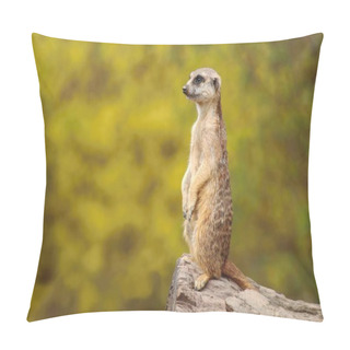 Personality  Cute African Suricate Suricata Suricatta  Pillow Covers