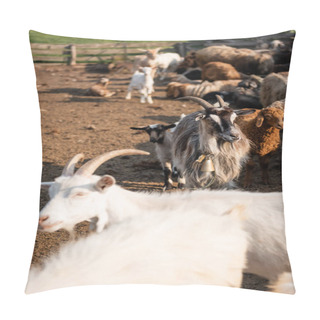 Personality  Horned Goats In Corral On Cattle Farm On Blurred Background Pillow Covers