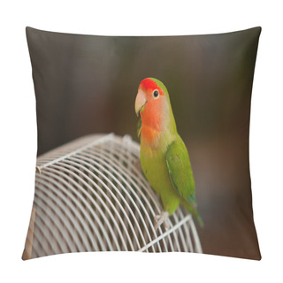 Personality  Beautiful  Parrot Lovebird Sitting Pillow Covers