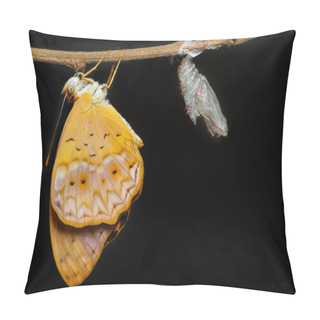 Personality  Female Common Leopard Butterfly Emerged From Cocoon Pillow Covers