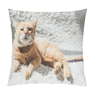 Personality  Cute Red Cat Lying On White Carpet And Looking At Camera Pillow Covers