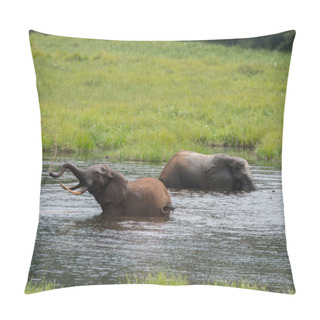Personality  Two Elephants Bathing In The River (Republic Of The Congo) Pillow Covers