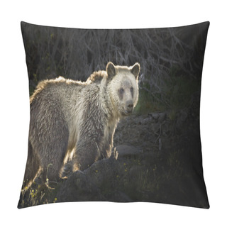 Personality  Silvertip Grizzly Bear Pillow Covers