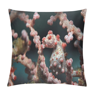 Personality  Pygmy Seahorse In Fan Coral Pillow Covers