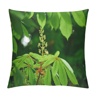 Personality  Close-up View Of Beautiful Chestnut Tree With Bright Green Leaves And Buds Pillow Covers