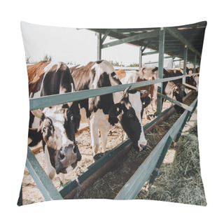Personality  Beautiful Domestic Cows Eating Hay In Barn At Farm  Pillow Covers