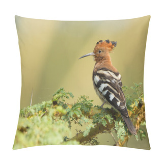 Personality  African Hoopoe Perching Pillow Covers