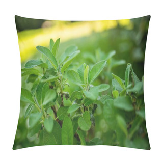 Personality  Detailed Close Up View Of A Bush With Vibrant Green Leaves, Showcasing Its Natural Beauty And Texture. Pillow Covers
