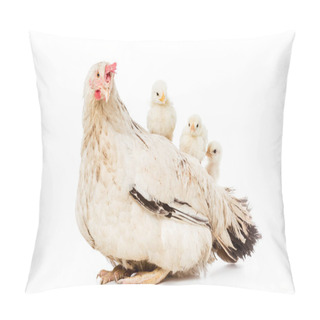 Personality  Cute Little Chickens Sitting On Hen Isolated On White  Pillow Covers