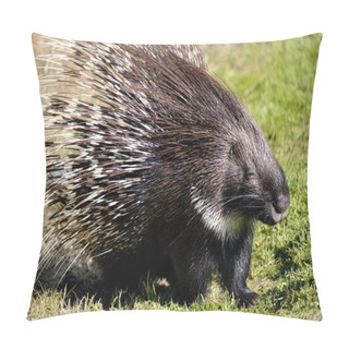 Personality  Indian Crested Porcupine On Grass Pillow Covers