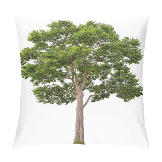 Personality  Isolated Of Big Almond Tree Or Thai 's Name Is Grabok On White Background With Clipping Path. Cutout Tree For Use As A Raw Material For Editing Work. Pillow Covers
