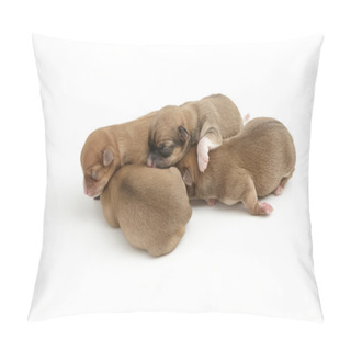Personality  Sleeping Newborn Chihuahua Puppies , On White Background Pillow Covers