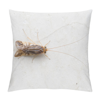 Personality  An Adult Caddisfly (Order: Trichoptera) Rests On A White Wall In Satara, Showing Its Veined Wings And Long Antennae. Pillow Covers