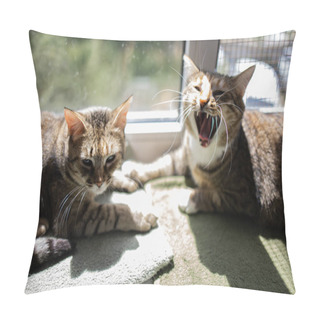 Personality  Cat Lying On A Window Sill In The Sunlight. Pillow Covers